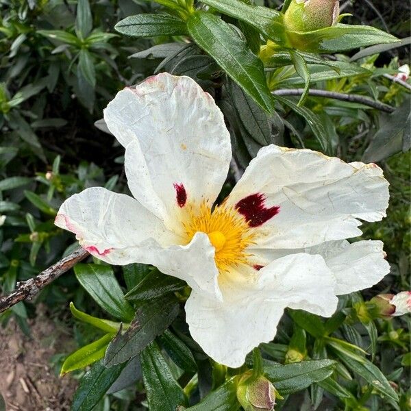 Cistus ladanifer 花