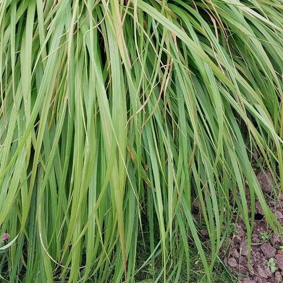 Carex paniculata 叶