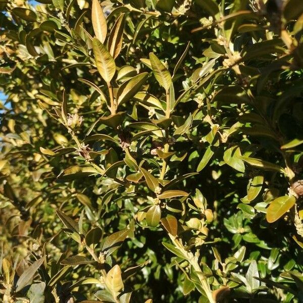 Buxus sempervirens Feuille