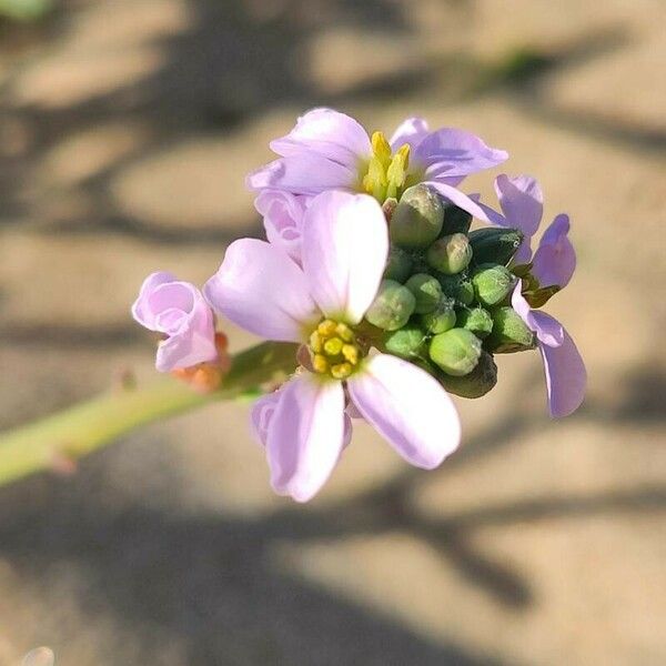 Cakile maritima Blüte