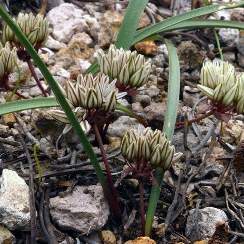 Allium obtusum Blomma