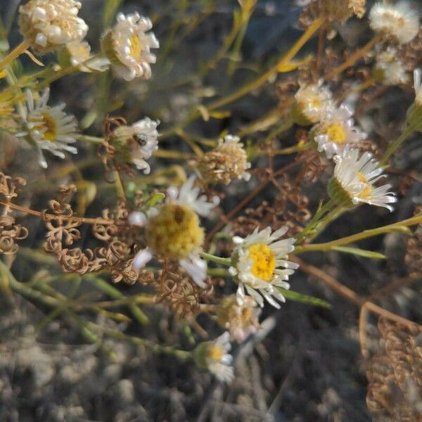 Erigeron pumilus ফুল