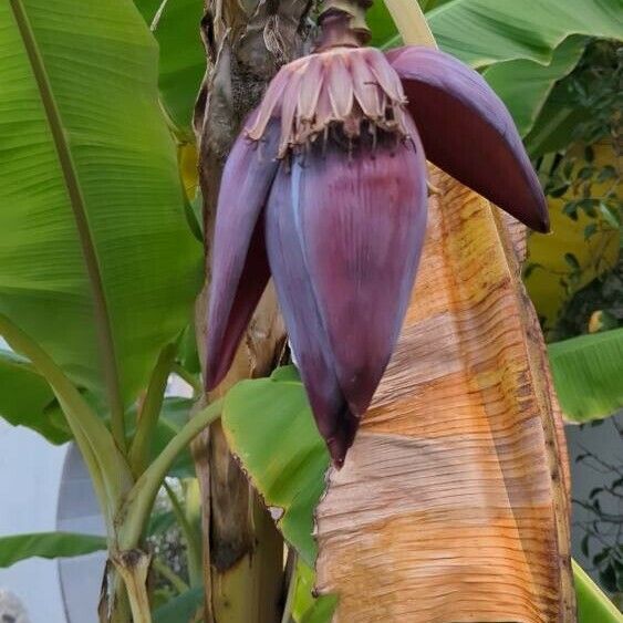 Musa acuminata Gyümölcs