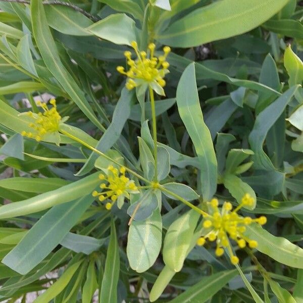 Bupleurum gibraltaricum Blomst