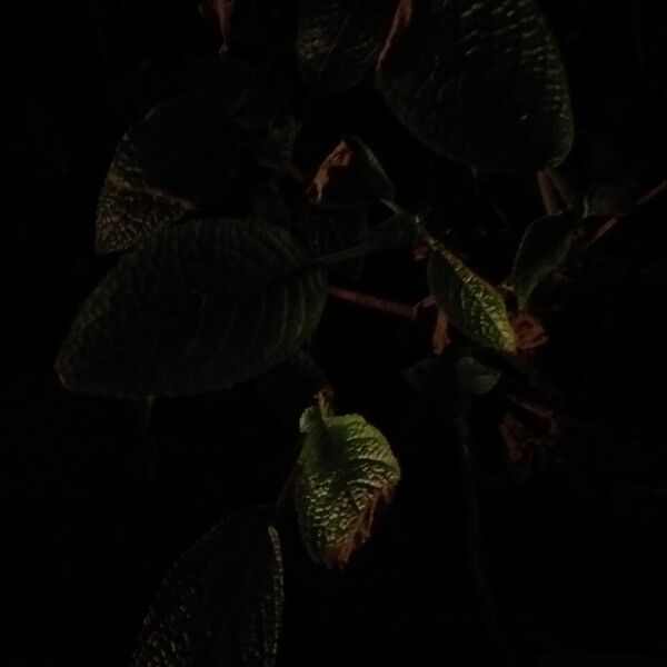 Begonia cubensis Leaf