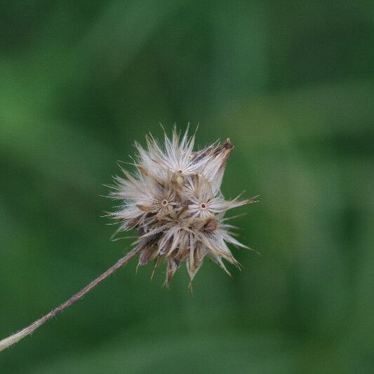 Tridax procumbens Frutto