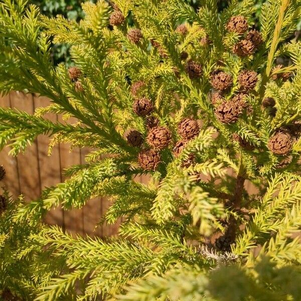 Cryptomeria japonica Lapas