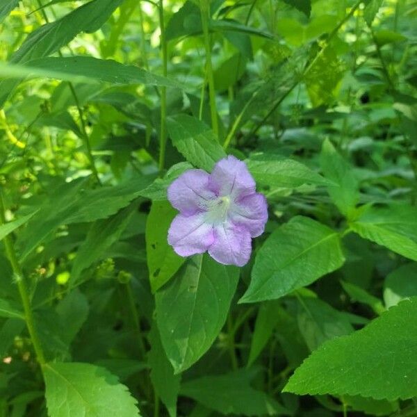 Ruellia strepens Blomst