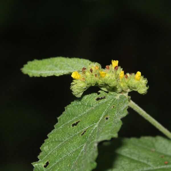 Waltheria glomerata Kvet