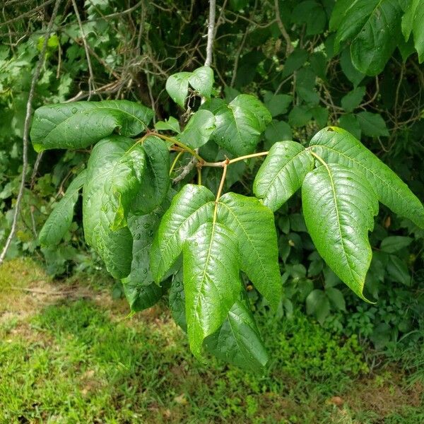 Toxicodendron radicans Leaf