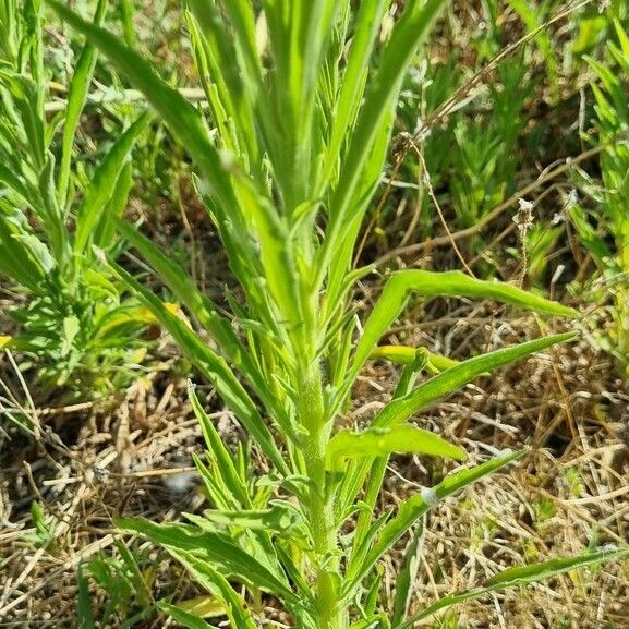 Pseudognaphalium undulatum Habitat