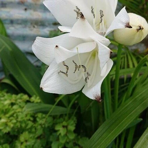 Crinum jagus Fiore