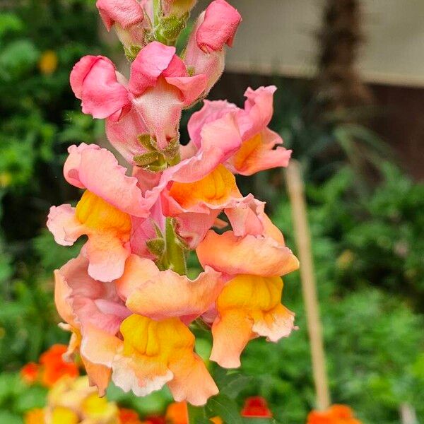 Antirrhinum australe Цвят