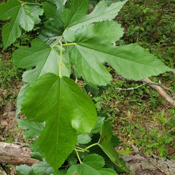 Morus rubra Leaf