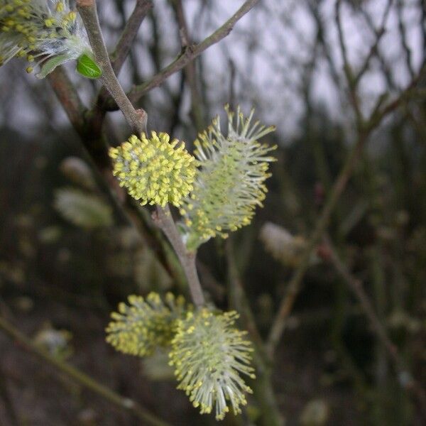 Salix atrocinerea Bloem