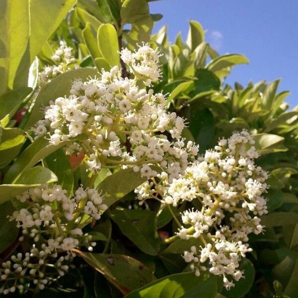 Ligustrum japonicum Blomst