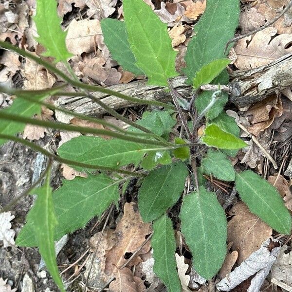 Hieracium lachenalii Blad