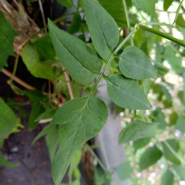 Jasminum officinale برگ