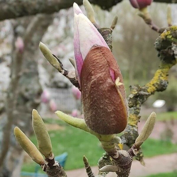 Magnolia × soulangeana Autre