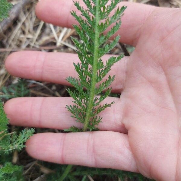 Achillea odorata Fuelha