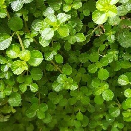 Pilea nummulariifolia Foglia