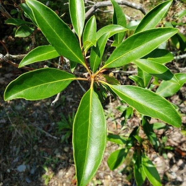 Kalmia latifolia Leaf