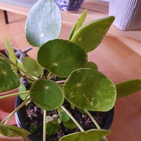 Pilea peperomioides 葉