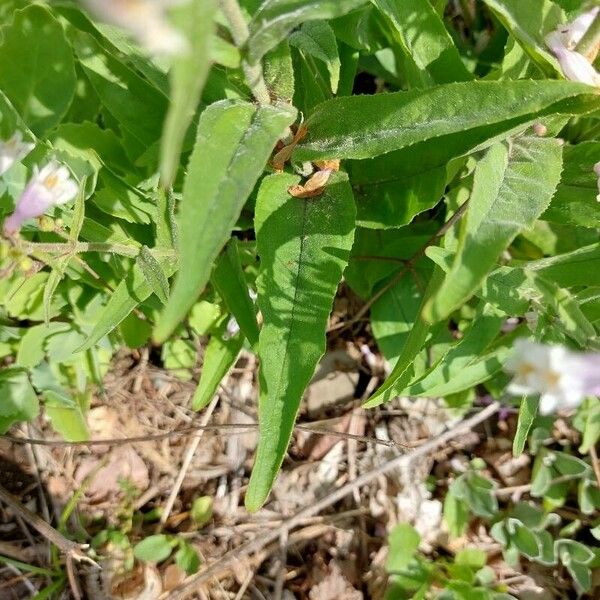 Penstemon pallidus Folha