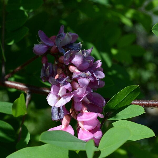 Robinia neomexicana ᱵᱟᱦᱟ