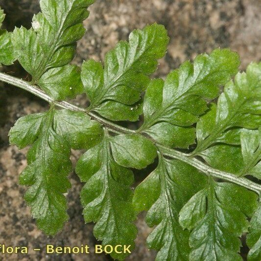 Asplenium obovatum Muu