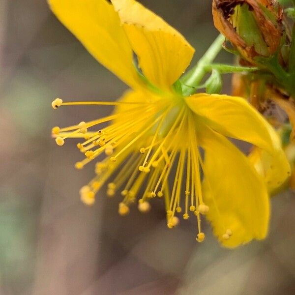 Hypericum australe Flower