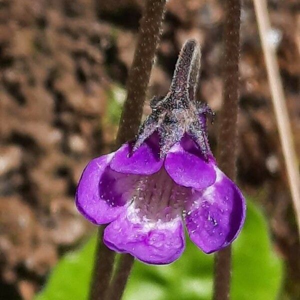 Pinguicula vulgaris Kvet