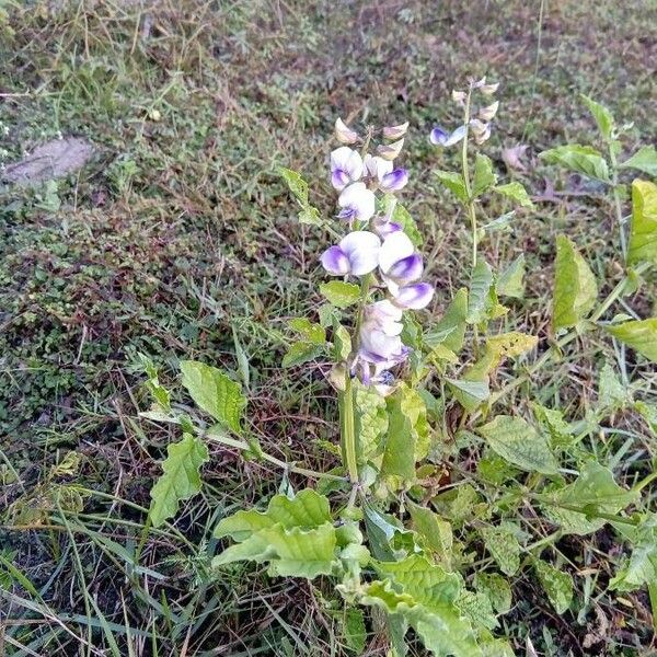 Crotalaria verrucosa Kukka