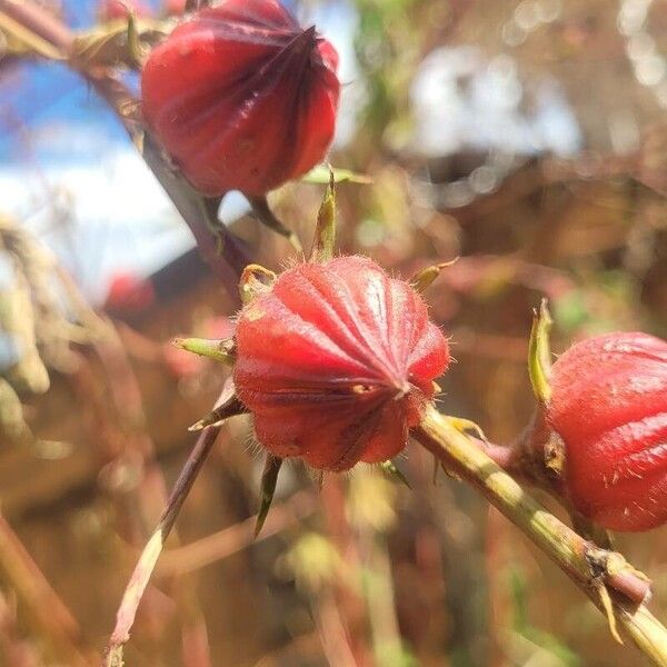 Hibiscus sabdariffa 果實