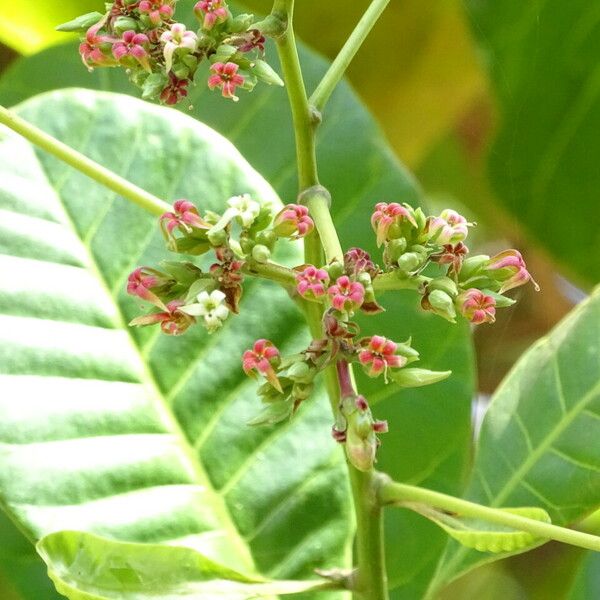 Anacardium occidentale Квітка