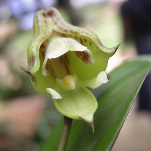 Polystachya galeata Fleur