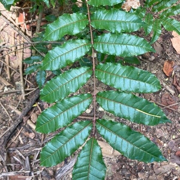 Zanthoxylum caribaeum Folla