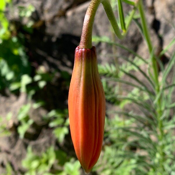 Lilium pomponium Flower