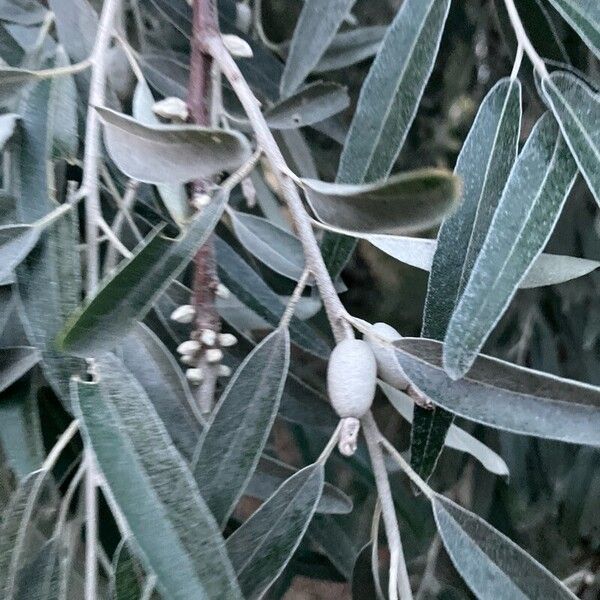 Elaeagnus angustifolia Fruit