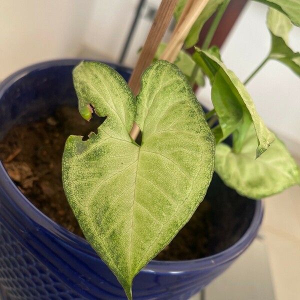 Syngonium podophyllum Leaf