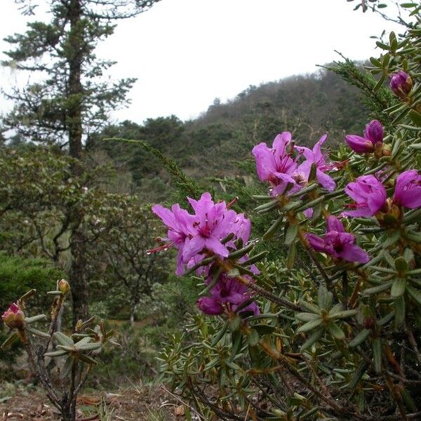 Rhododendron setosum