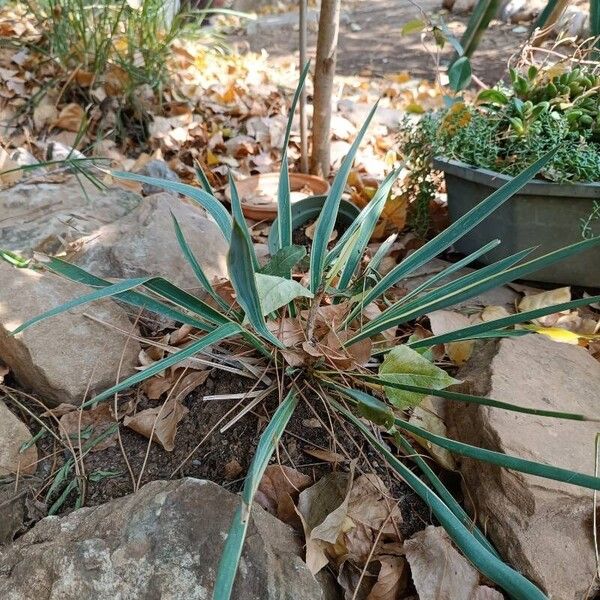 Yucca filamentosa 叶