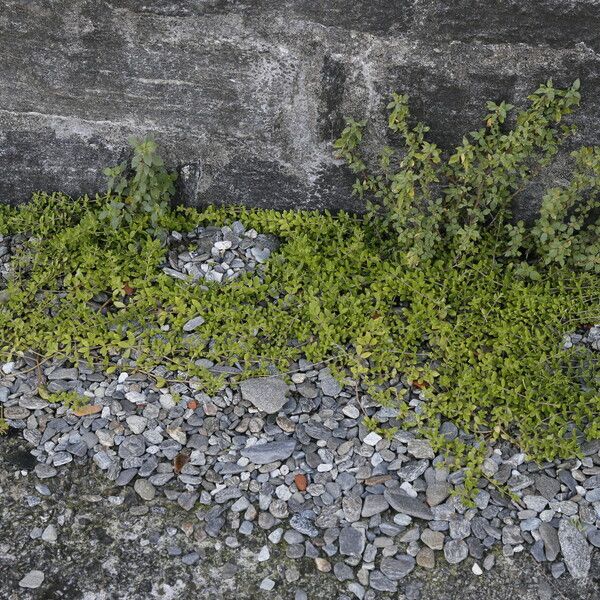 Sedum sarmentosum Hábitos