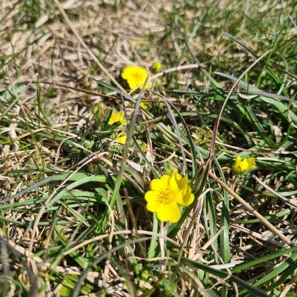 Potentilla pedata Flor