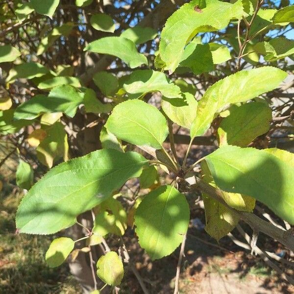 Malus prunifolia Leaf