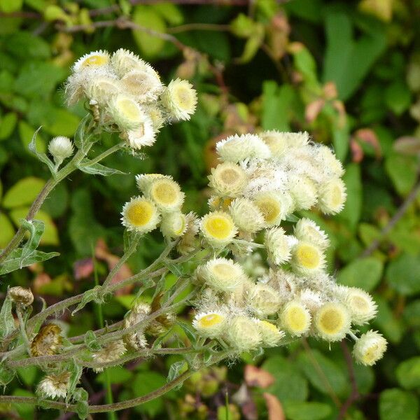 Helichrysum foetidum फूल