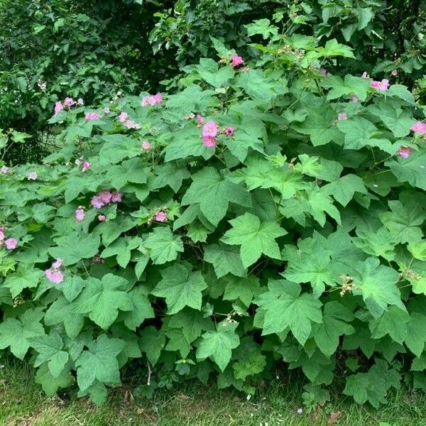 Rubus odoratus Vekstform