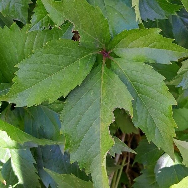 Parthenocissus inserta Deilen