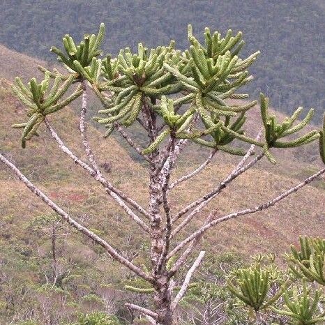 Araucaria muelleri Habitat