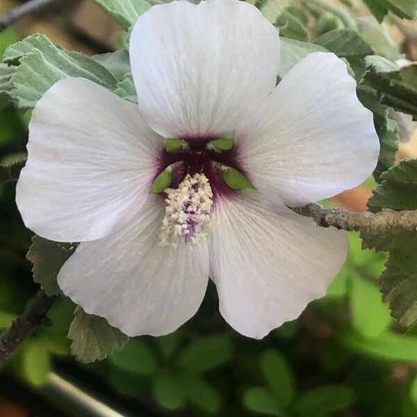 Malva subovata Blüte